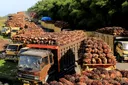 Permintaan India melemah, pemerintah turunkan harga referensi minyak kelapa sawit Juni 2026