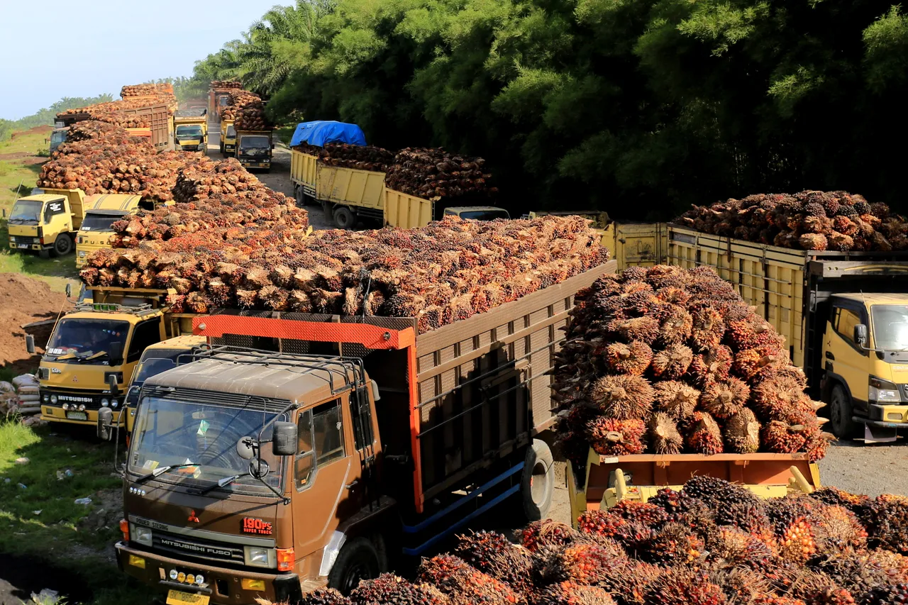 Permintaan India melemah, pemerintah turunkan harga referensi minyak kelapa sawit Juni 2026