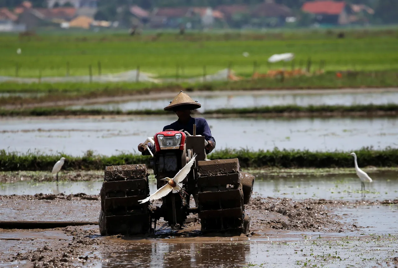 Kementan akselerasi tanam padi 750 hektare di Lamongan hadapi ancaman El Nino
