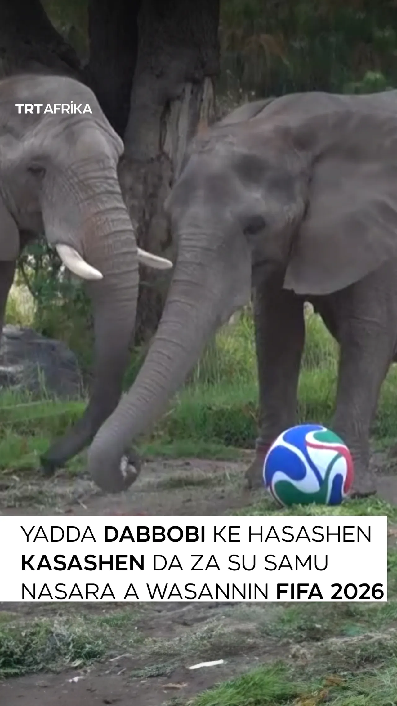Yadda dabbobi ke hasashen kasashen da za su samu nasara a wasannin FIFA na 2026