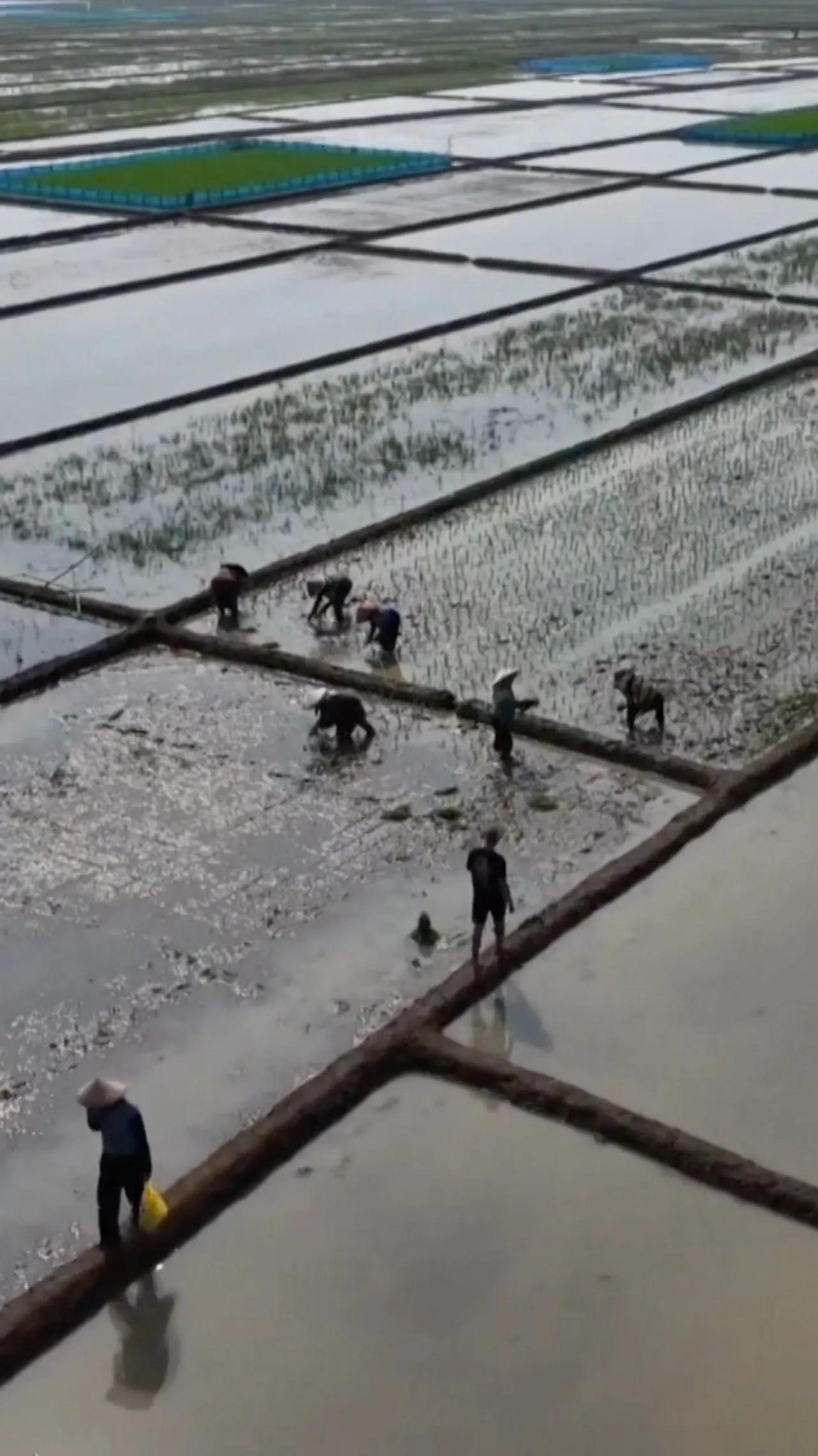 Petani hadapi krisis air akibat El Nino dan musim kering berkepanjangan