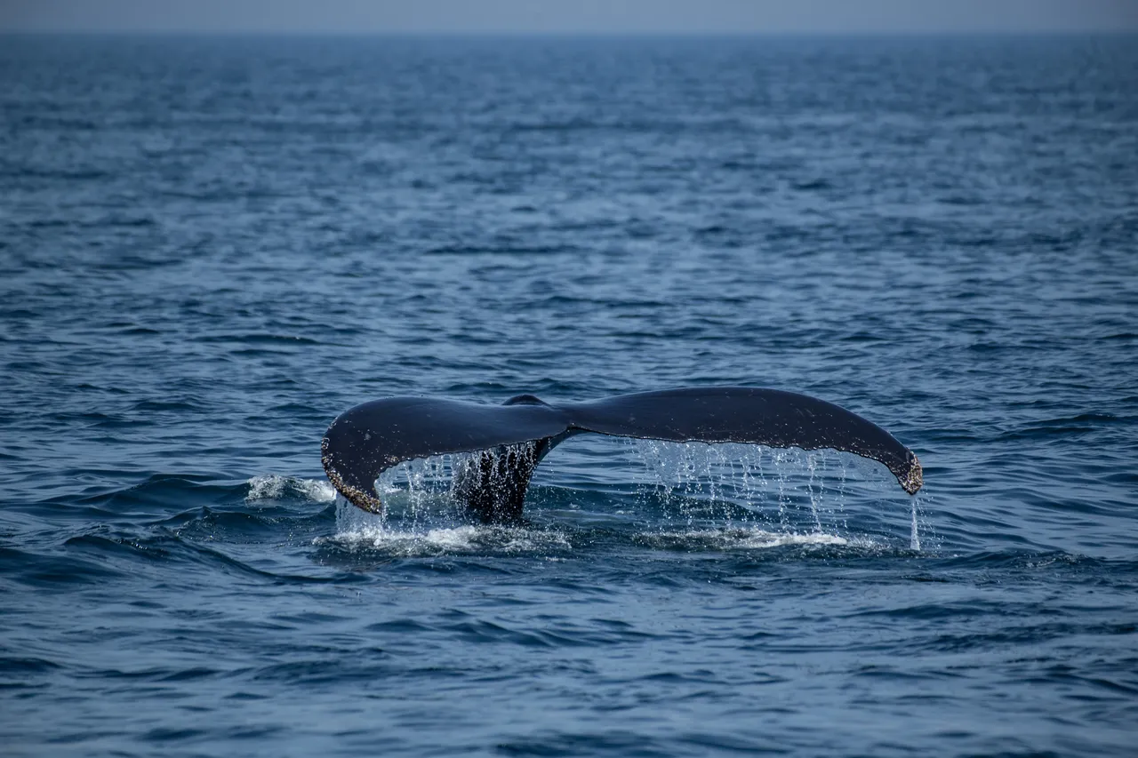 Scientists discover world's largest whale graveyard off the coast of Australia