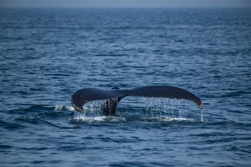 Scientists discover world's largest whale graveyard off the coast of Australia
