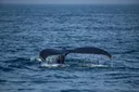 Scientists discover world's largest whale graveyard off the coast of Australia