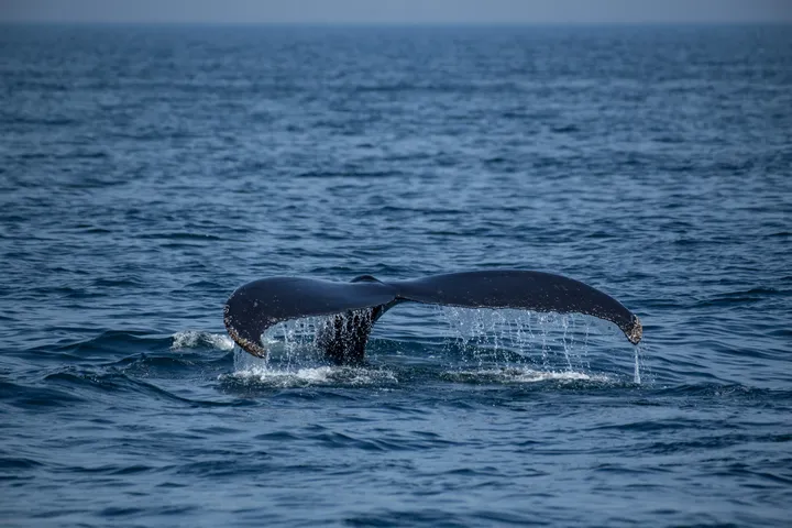 Scientists discover world's largest whale graveyard off the coast of Australia