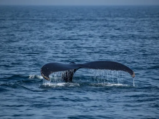 Cientistas descobrem o maior cemitério de baleias do mundo na costa da Austrália