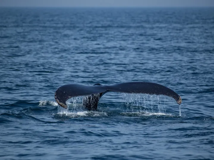 Cientistas descobrem o maior cemitério de baleias do mundo na costa da Austrália