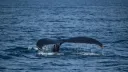 Cientistas descobrem o maior cemitério de baleias do mundo na costa da Austrália
