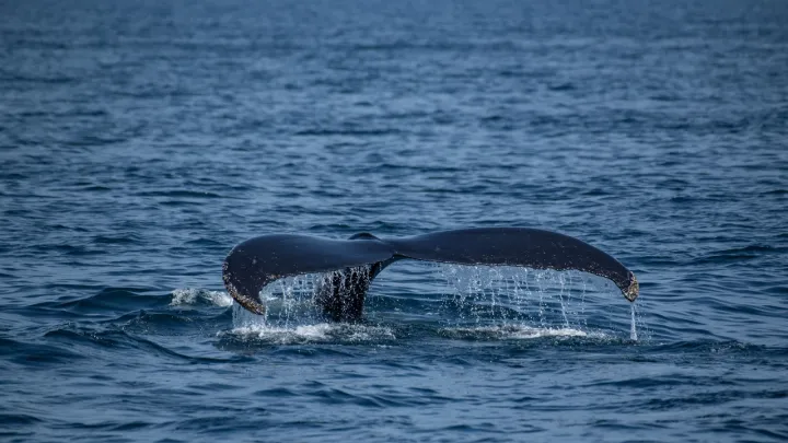 Cientistas descobrem o maior cemitério de baleias do mundo na costa da Austrália