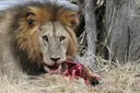 Tanzania kinara wa simba, nyati barani Afrika