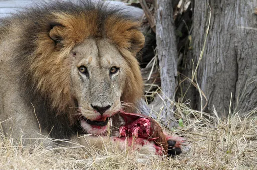 Tanzania kinara wa simba, nyati barani Afrika