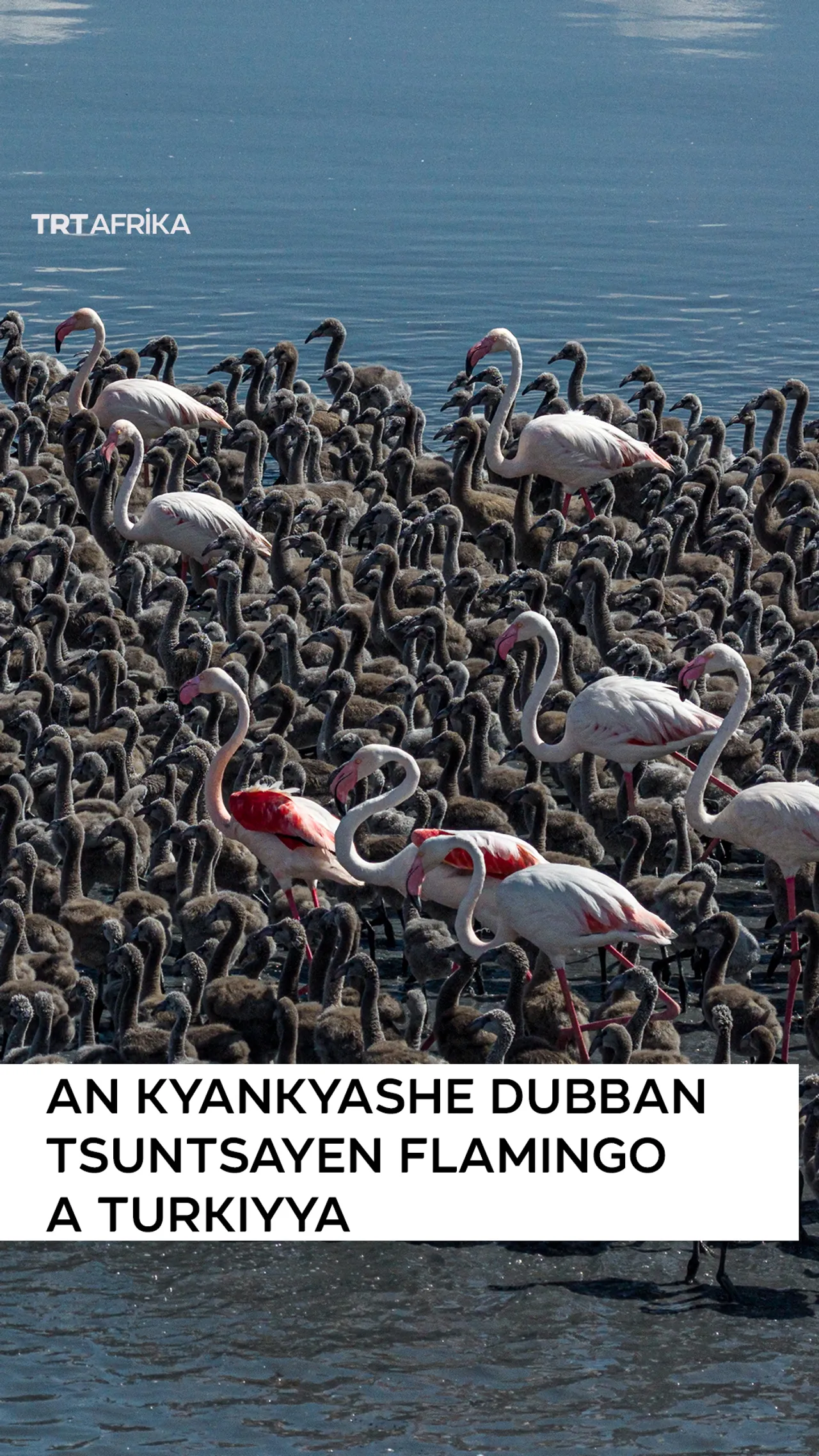 An kyankyashe dubban tsuntsayen flamingo a Turkiyya
