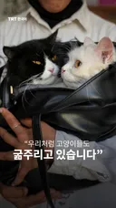 “우리처럼 고양이들도 굶주리고 있습니다”