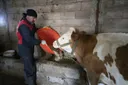 Тапанар го замени сценското светло со селскиот живот, стана сточар во родниот крај