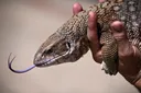 Arrests in Spain over exotic African lizards trafficking
