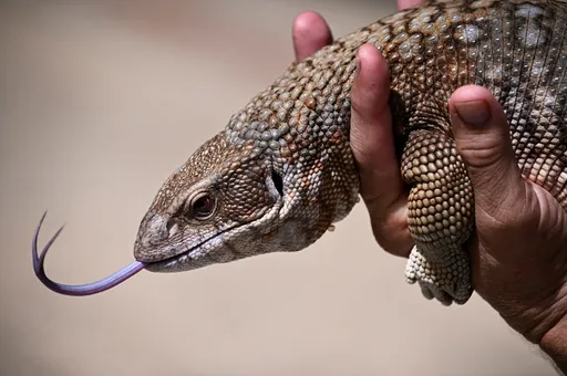 Arrests in Spain over exotic African lizards trafficking