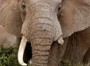 Polisi wa Wanyamapori nchini Kenya wamewakamata washukiwa 3 wa ujangili wakiwa na meno 6 ya tembo