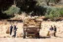 Wheat fields become battleground as occupied West Bank farmers race to save land, crops