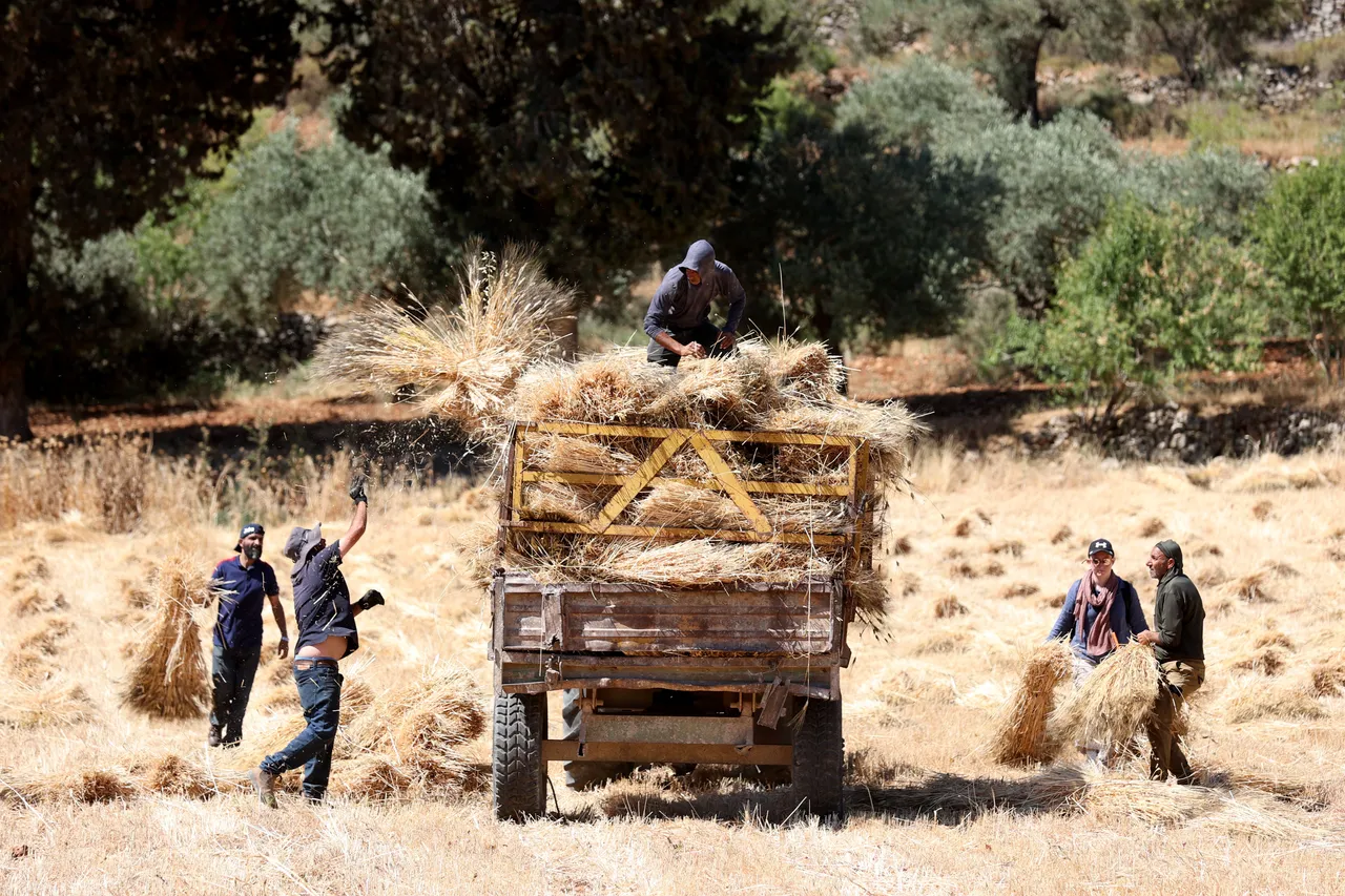 Wheat fields become battleground as occupied West Bank farmers race to save land, crops