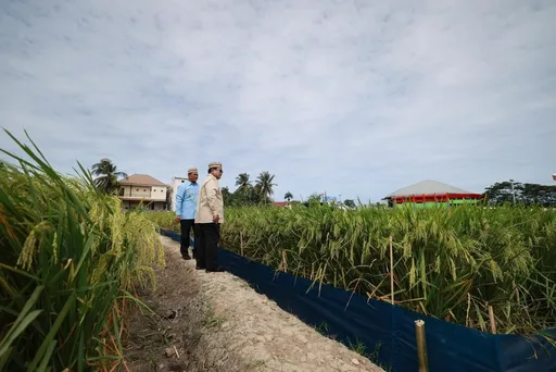 Prabowo soroti swasembada pangan, Indonesia capai 4 besar produsen beras dunia
