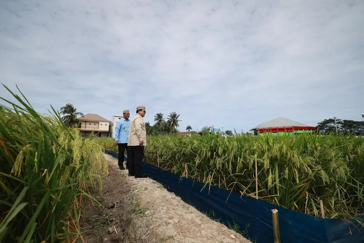 Prabowo soroti swasembada pangan, Indonesia capai 4 besar produsen beras dunia