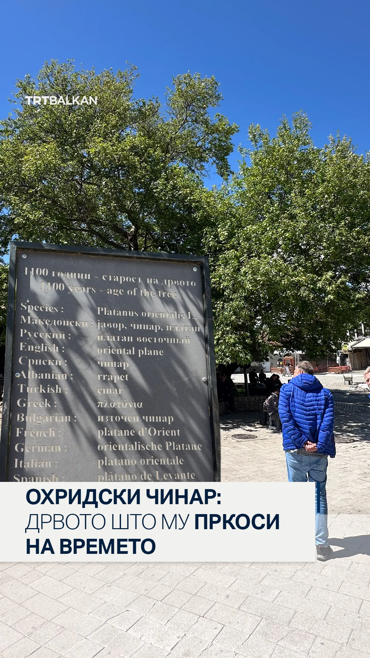 Охридски чинар: Дрвото што му пркоси на времето