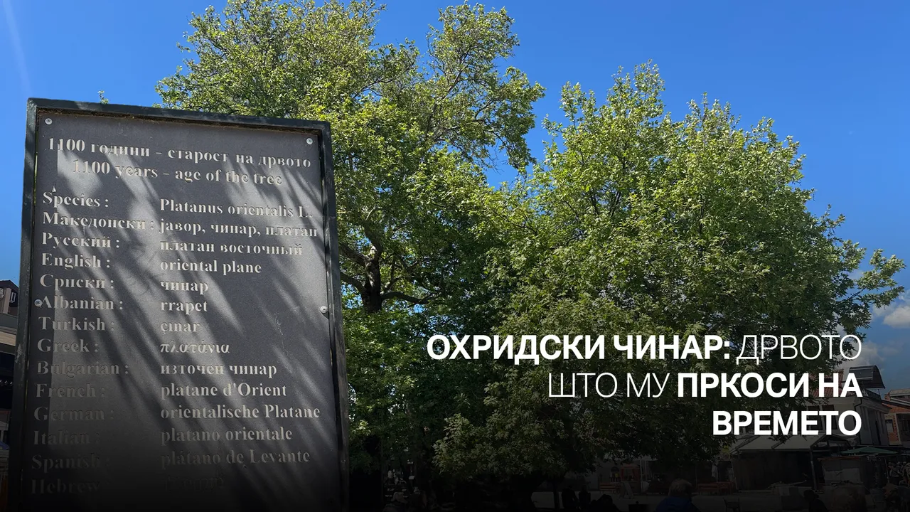 Охридски чинар: Дрвото што му пркоси на времето