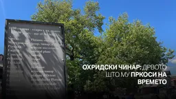 Охридски чинар: Дрвото што му пркоси на времето