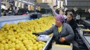 Түркия 4 айда 195 миллион доллар көлемінде лимон экспорттады