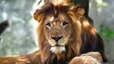 Wakazi wa Afrika Kusini KwaZulu-Natal katika tahadhari baada ya simba kutoroka hifadhi ya wanyama