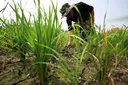 Petani percepat tanam padi hadapi ancaman El Nino