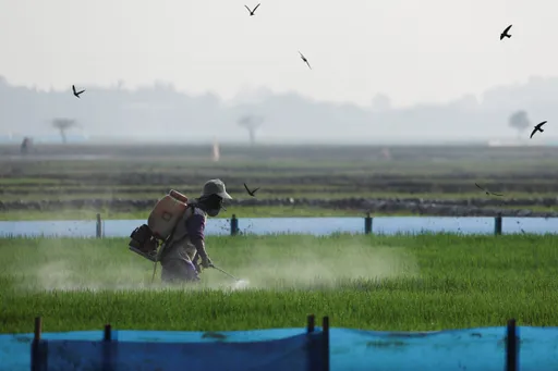 El Nino menguat, Asia Tenggara bersiap hadapi tekanan ekonomi dan pangan