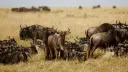 Kenyan activists launch new court case against luxury lodges in Maasai Mara reserve