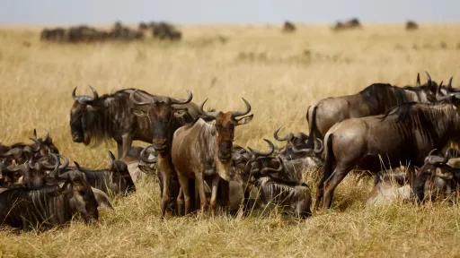 Kenyan activists launch new court case against luxury lodges in Maasai Mara reserve