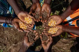 African agriculture: Farm incomes set to rise in 10 years but gains at risk