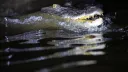 Rising Kenyan lakes push crocodiles closer to homes