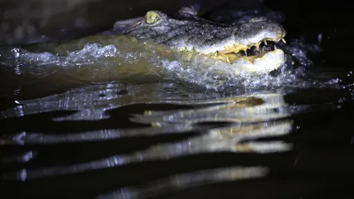 Rising Kenyan lakes push crocodiles closer to homes