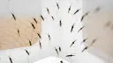 More than 26 million malaria infections recorded in DRC in 2025: report