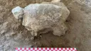 Түркияда 16 500 жылдық тасбақа мүсіншелері табылды