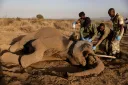 Kenyan police arrest four, recover toxic chemicals as Amboseli elephant deaths rise