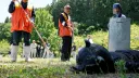 Tömeges medveirtás Japánban: több mint 14 000 medvét öltek meg