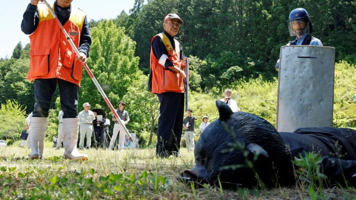 Tömeges medveirtás Japánban: több mint 14 000 medvét öltek meg
