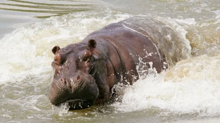 Anthrax outbreak kills 46 hippos and eight elephants in Zambia