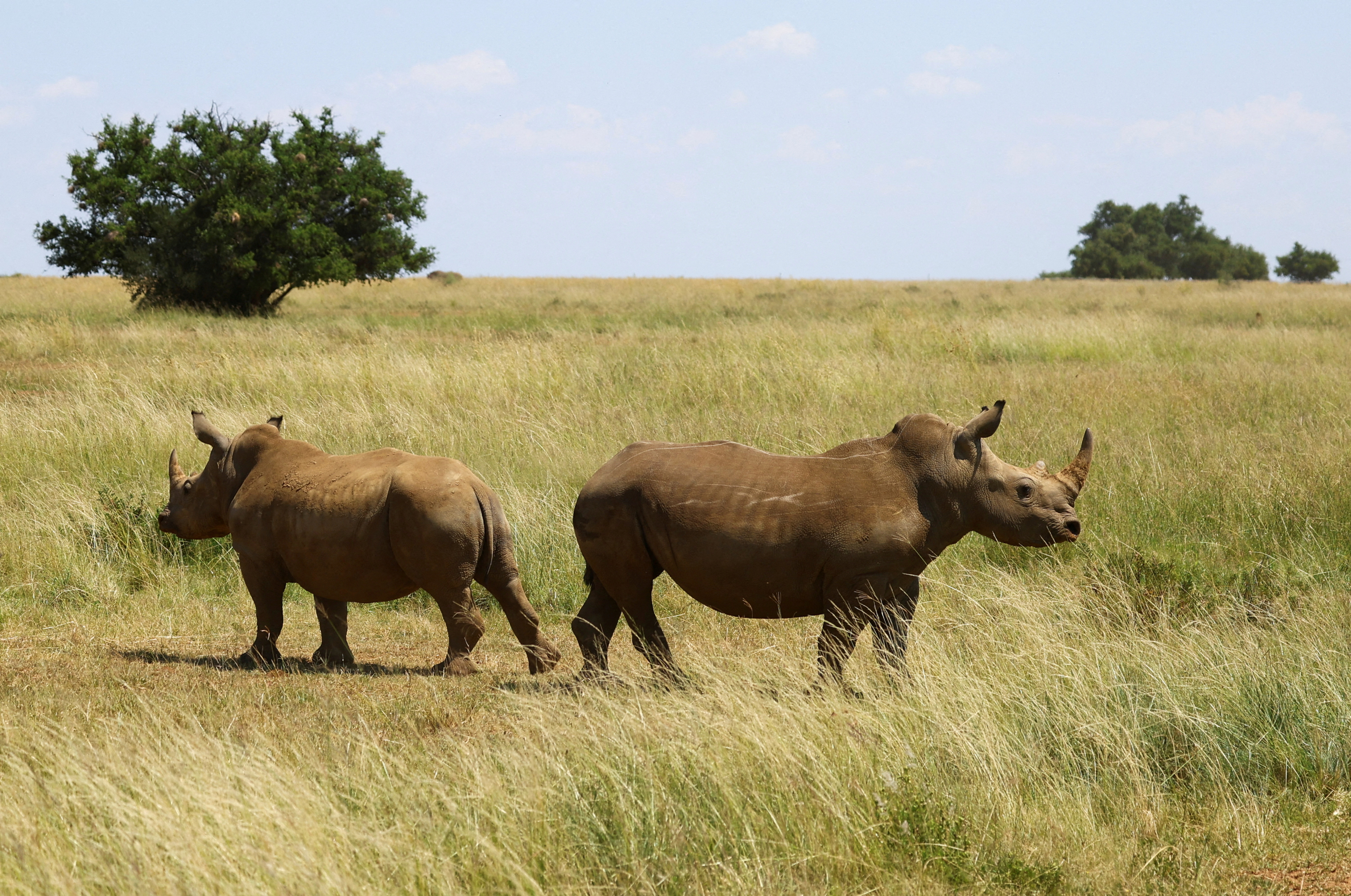 Plane crash in Chad kills two people on rhino monitoring mission