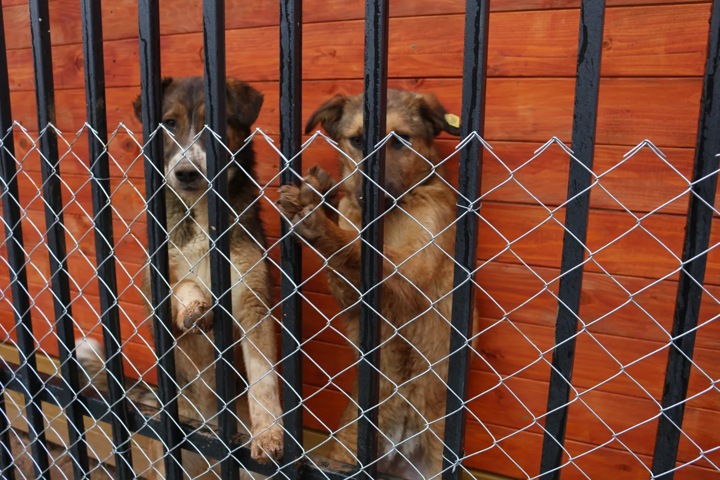 Komuna e Prishtinës strehon 1 mijë qen endacakë, 4 mijë të tjerë enden akoma rrugëve