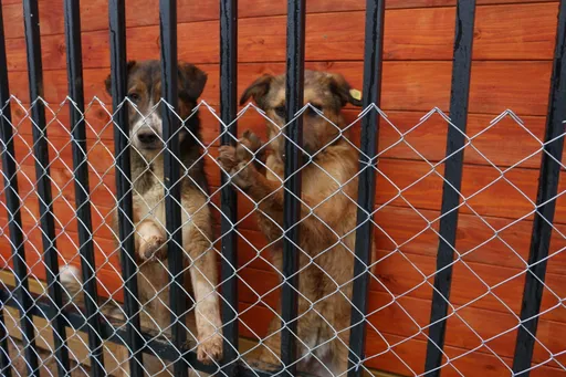 Komuna e Prishtinës strehon 1 mijë qen endacakë, 4 mijë të tjerë enden akoma rrugëve