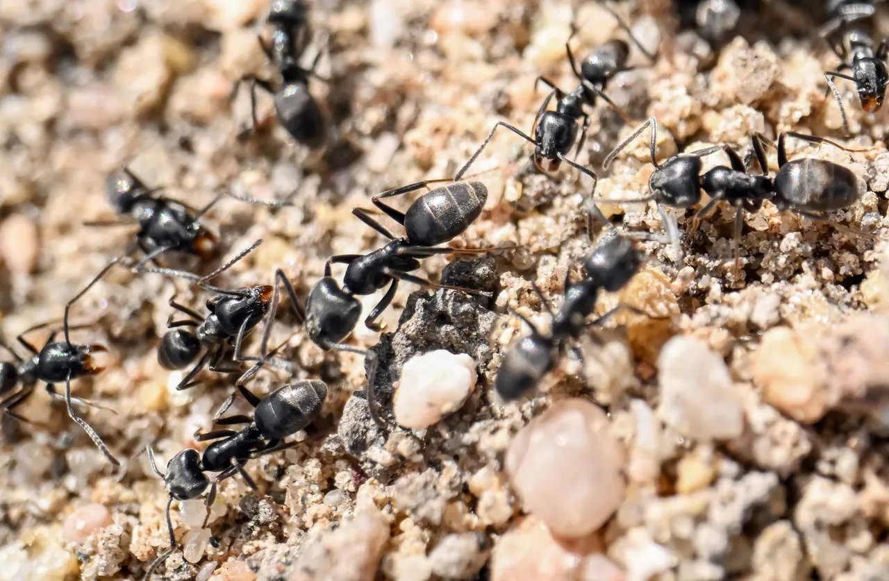 Kenya: Watu 4 wakamatwa wakijaribu kutorosha siafu kupitia uwanja wa ndege