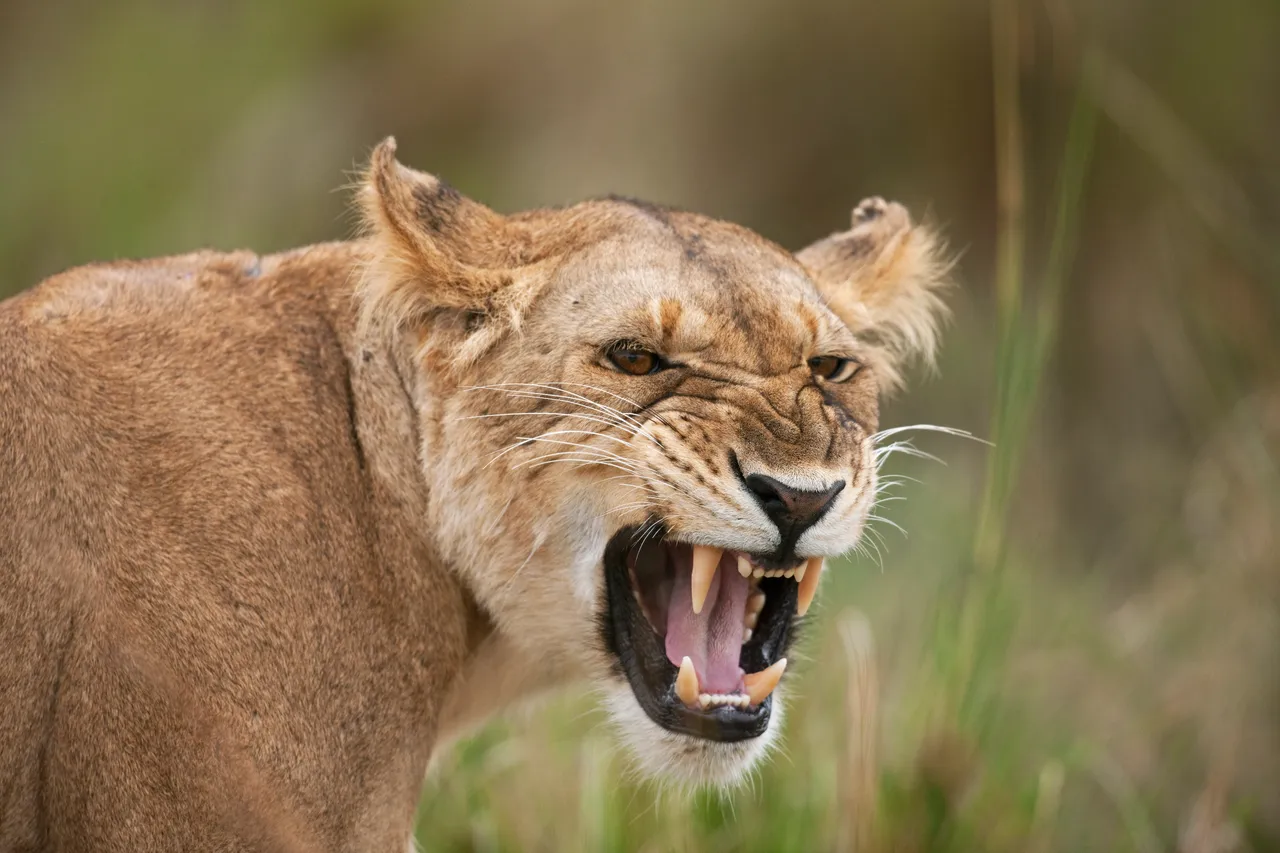 Lion mauls teenage girl to death in Kenya