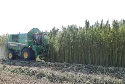 Türkiye’s strategic product cannabis’ production, cultivation area on rise