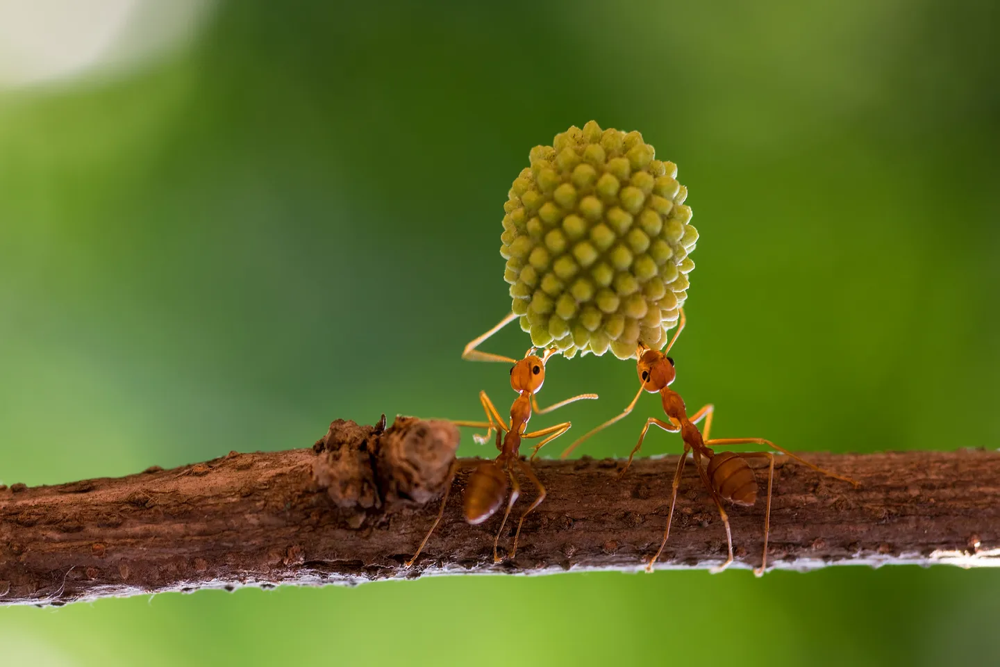 Lucrative underground trade: Why smugglers are eyeing ants not just ivory